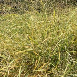 Eragrostis trichodes