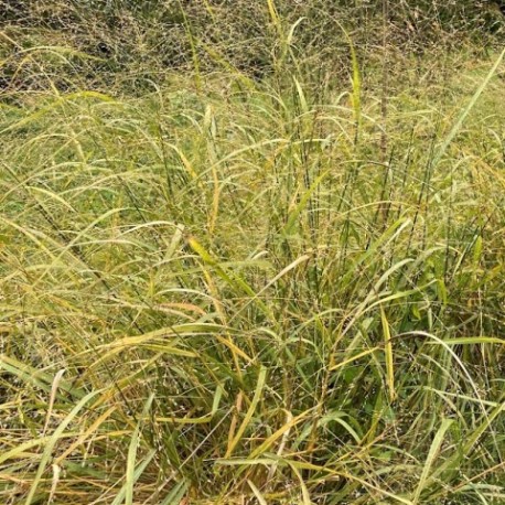 Eragrostis trichodes