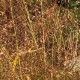 Eragrostis trichodes 'Bend'