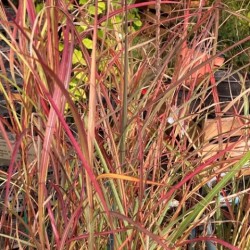 Miscanthus sinensis 'Purple Fall'