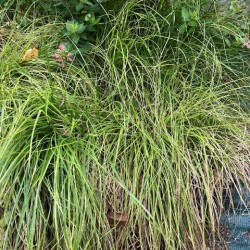 Carex remota