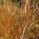 Stipa arundinacea