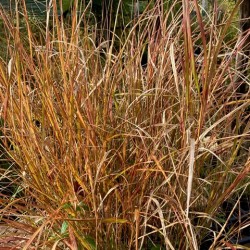 Stipa arundinacea