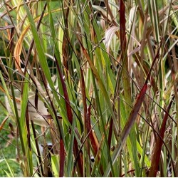 Panicum virgatum 'Cardinal'