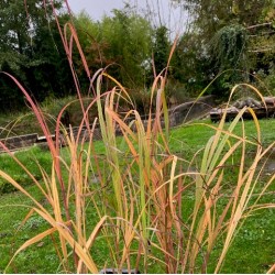 Andropogon gerardii