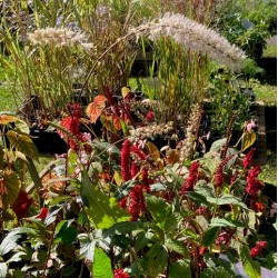 Actaea 'Queen of Sheba'