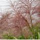 Miscanthus sinensis 'Malepartus'