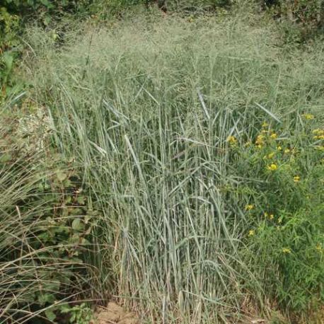 Panicum virgatum 'Dallas Blue'