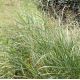 Panicum virgatum 'Dallas Blue'