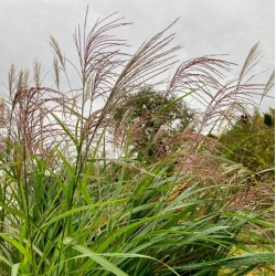 Miscanthus x giganteus 'Meidl'