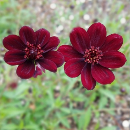 Cosmos atrosanguineus