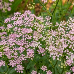 Pimpinella major 'rosea'