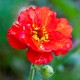 Geum chiloense 'Feuerball'