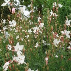 Gaura lindheimeri 'Sparkle White'