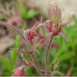 Geum triflorum