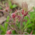 Geum triflorum