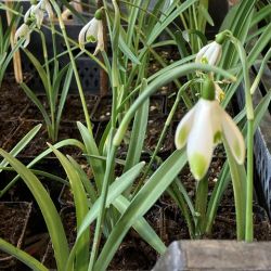 Galanthus nivalis  'Viridi-apice'