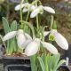 Galanthus nivalis  'Mount Everest'