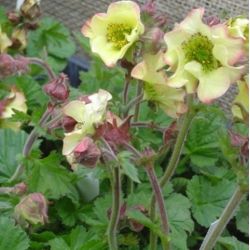 Geum rivale 'Lemon drops'