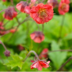 Geum rivale 'Flames of Passion'