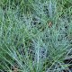 Festuca glauca 'Elijah  Blue'