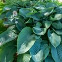 Hosta 'Empress Wu'