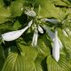 Hosta 'Royal Standard'