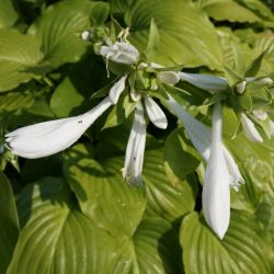 Hosta 'Royal Standard'