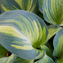 Hosta 'June'