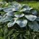 Hosta 'Big Daddy'