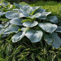 Hosta 'Big Daddy'