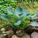 Hosta 'Blue Angel'