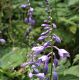 Hosta ventricosa