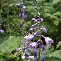 Hosta ventricosa