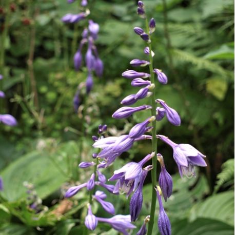 Hosta ventricosa