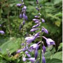 Hosta ventricosa