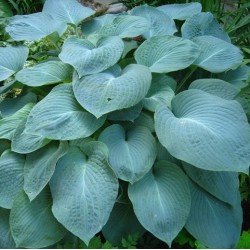 Hosta 'Big Mamma'