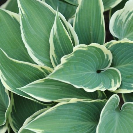 Hosta 'El Nino'' ®