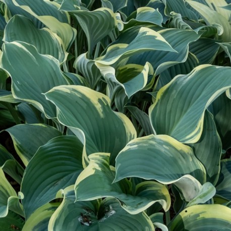 Hosta 'Regal Splendor'