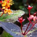 Hypericum androsaemum 'Albury Purple'