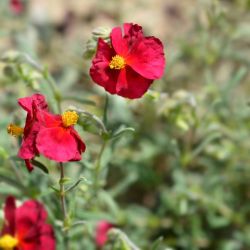 Helianthemum 'Red Orient'