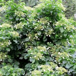 Hydrangea petiolaris