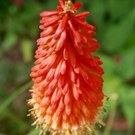 Kniphofia popsicle 'Fireglow'