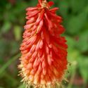 Kniphofia popsicle 'Fireglow'