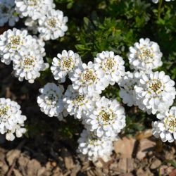 Iberis sempervirens 'Fishbeck'