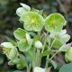 Helleborus lividus corsicus