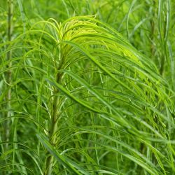 Helianthus salicifolius