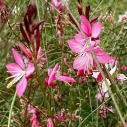 Gaura lindheimeri 'Siskiyou Pink'