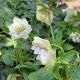 Helleborus orientalis 'fleurs doubles blanches'