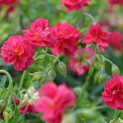 Helianthemum 'Cerise queen'